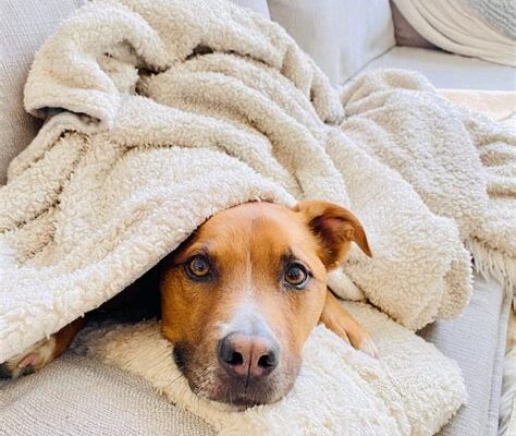 Black Shepherd’s Chick Flick: Dog’s Gentle Snuggle Goes Viral!