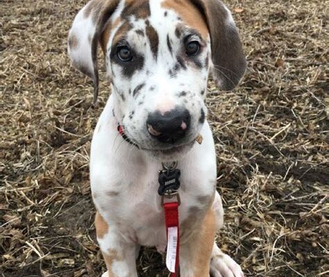 Toddler’s Great Dane Sleepover: Cuteness Overload Guaranteed!